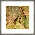 Ornamental Vine Framed Print