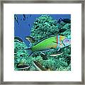 Ornate Wrasse Framed Print