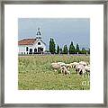 Orthodox Church And Sheep - Montenegro Framed Print