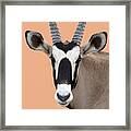 Oryx Portrait Namibia Framed Print