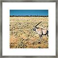 Oryx Profile - Color Oryx Photograph Framed Print