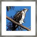 Osprey 102 Framed Print