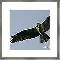 Osprey Above The Androscoggin Framed Print