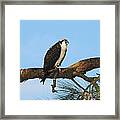 Osprey Calling Framed Print