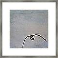 Osprey In Flight With Take Out Framed Print
