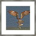 Osprey Morning Catch Framed Print