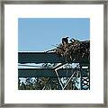 Osprey Nest With Mom And Chicks Framed Print