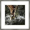 Osprey Framed Print