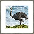 Ostrich Female South Africa Framed Print