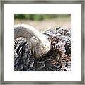 Ostrich Hiding In Feathers Framed Print