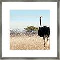 Ostrich Struthio Camelus Framed Print