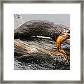 Otter With Trout Framed Print