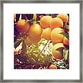 Our Plum Tree Is Loaded This Year...any Framed Print