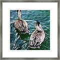 Out For A Swim Framed Print