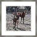 Out Of Africa B Framed Print