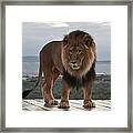 Out Of Africa Lion 3 Framed Print
