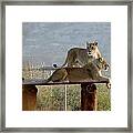 Out Of Africa Lions Framed Print