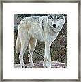 Out Of Africa Wolf Framed Print
