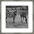Out Of Africa  Zebras Framed Print