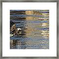 Out Of The Blue And Into The Blue Framed Print