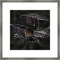 Out Of The Shadows Framed Print