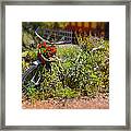 Overgrown Bicycle With Flowers Framed Print