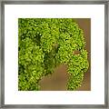 Overwintered Parsley Framed Print