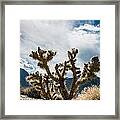 Owens Valley Cholla Framed Print