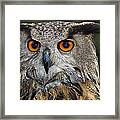 Owl Bubo Bubo Portrait Framed Print