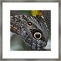 Owl Butterfly Framed Print