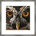 Owl Framed Print