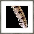 Owl Feather Framed Print