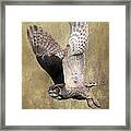 Owl In Flight Framed Print