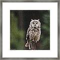 Owl In The Forest Visits Framed Print