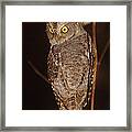 Owl Of Madagascar Framed Print