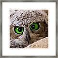 #owl #owls #owlsofinstagram Framed Print