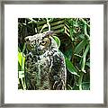 Owl Portrait 3 Framed Print
