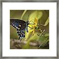 Ozark Spicebush Swallowtail On Sunflower Framed Print