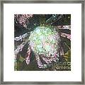 Pacific Painted Crab Framed Print