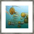 Pacific Sea Nettles Monterey Bay Framed Print