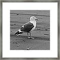 Pacific Seagull In Black And White Framed Print