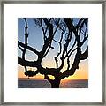 Pacific Tree Sunset Framed Print