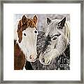 Paint And Quarterhorse Draft Horses Framed Print