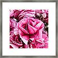 Paint Me Pink Ranunculus Flowers By Diana Sainz Framed Print