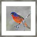 Painted Bunting Framed Print