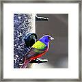 Painted Bunting - Img 9757-002 Framed Print
