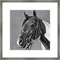 Painted Champion Framed Print
