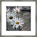Painted Daisies Framed Print