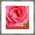 Painted Pink Rose Framed Print