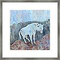 Painted Pony Framed Print